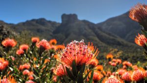 kirstenbosch